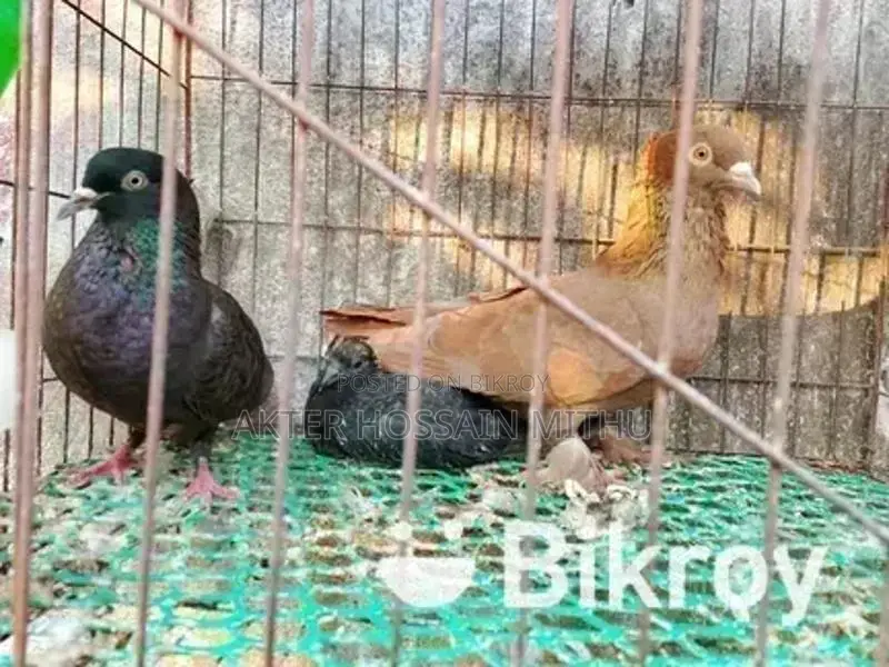 কবুতর