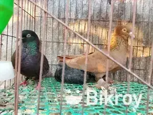 কবুতর
