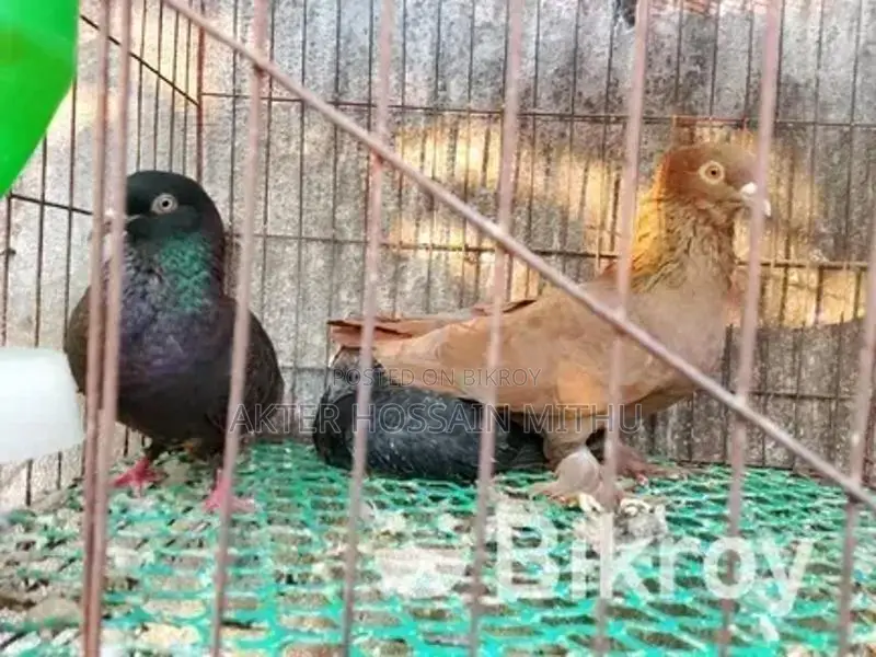 কবুতর