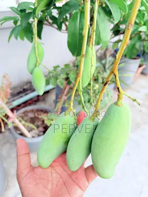 Banana Mango Tree for Sale