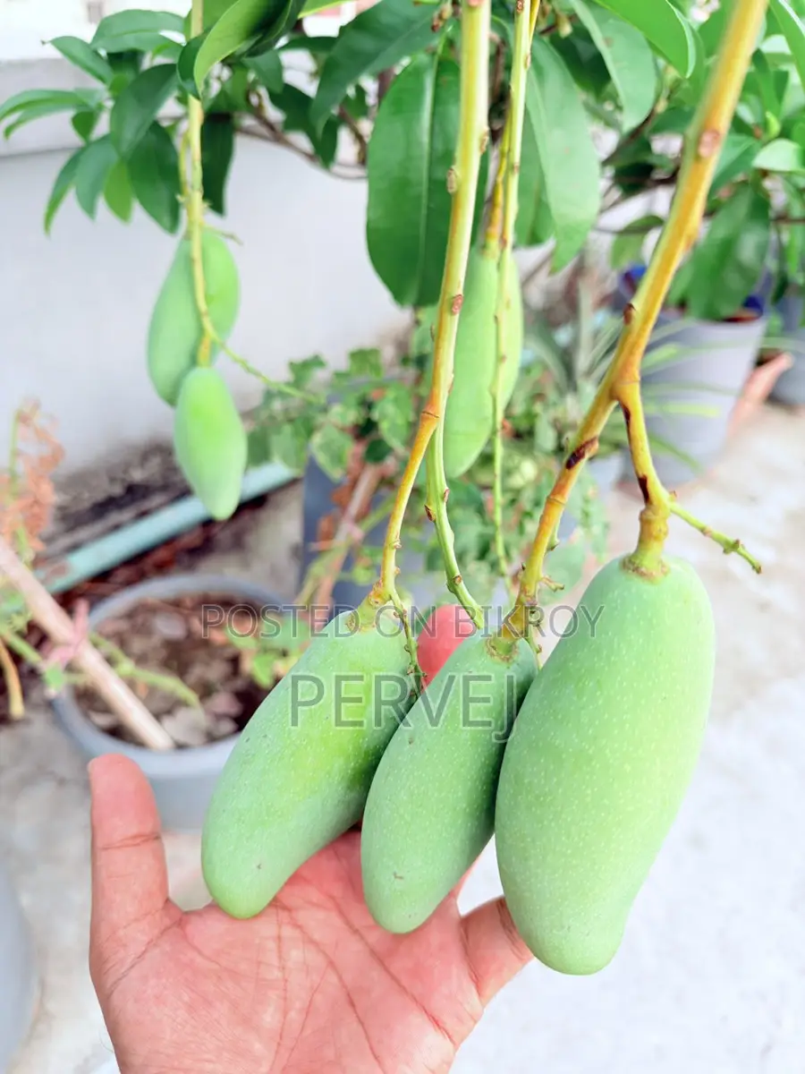 Banana Mango Tree for Sale