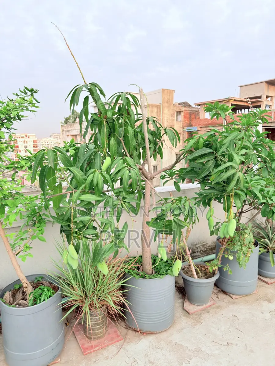 Banana Mango Tree for Sale