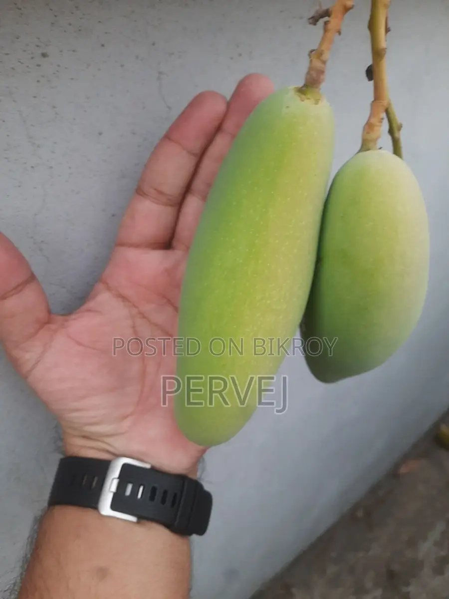 Banana Mango Tree for Sale