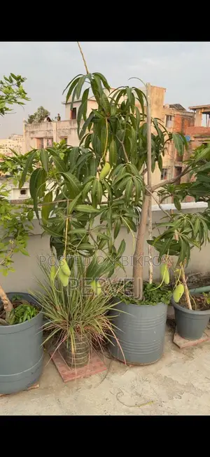 Banana Mango Tree for Sale