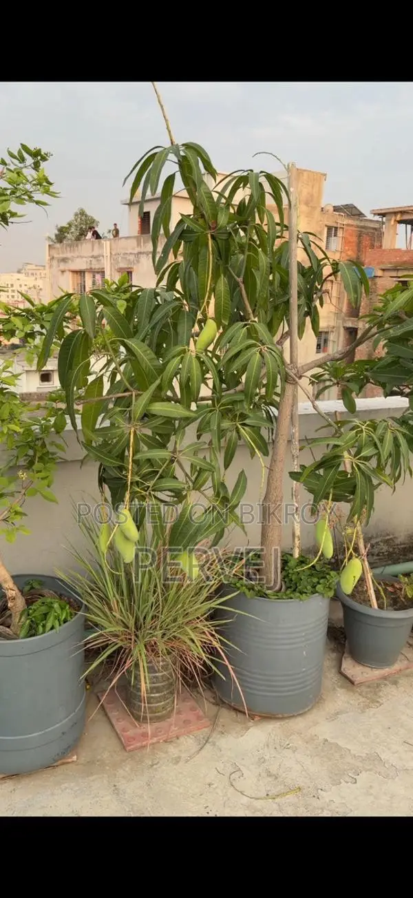Banana Mango Tree for Sale