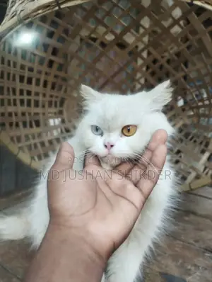 Female Cat