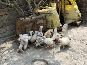 Foreign Breed Chickens
