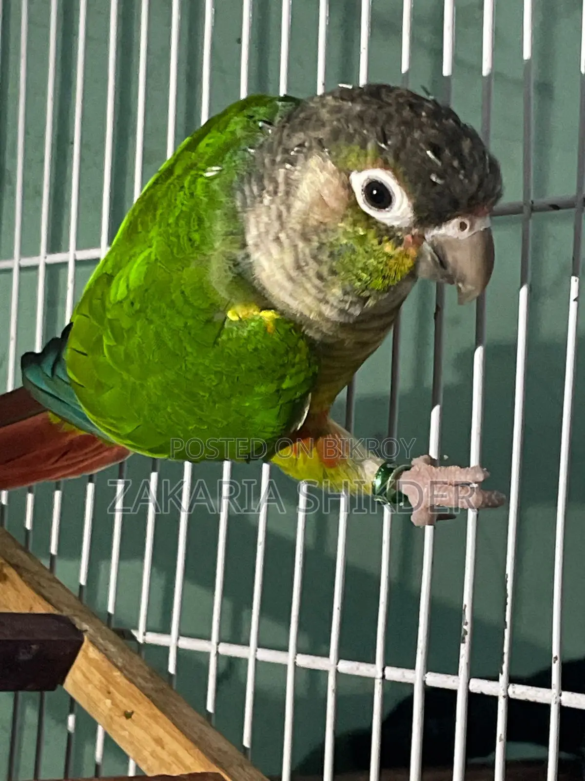 Green Cheek Conure Bird
