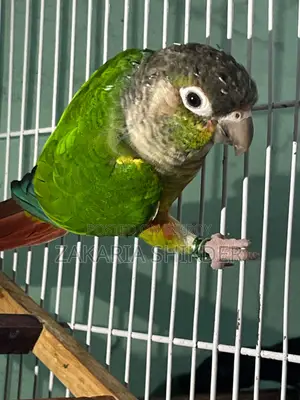 Green Cheek Conure Bird