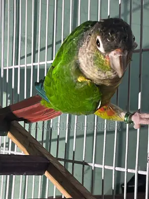 Green Cheek Conure Bird