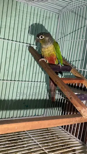 Green Cheek Conure Bird