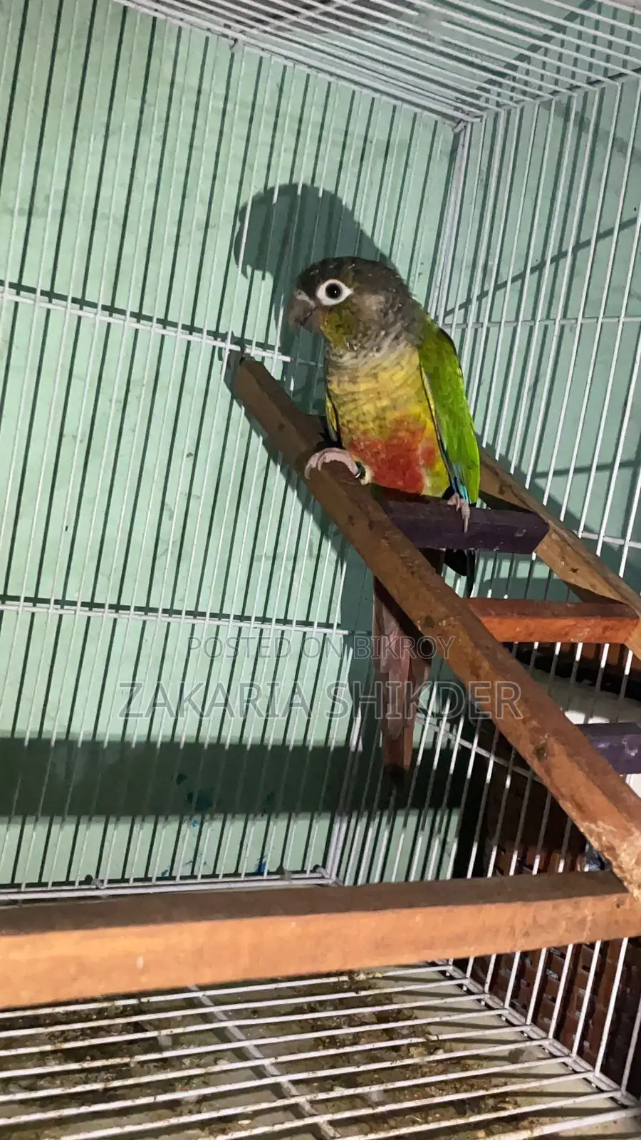 Green Cheek Conure Bird