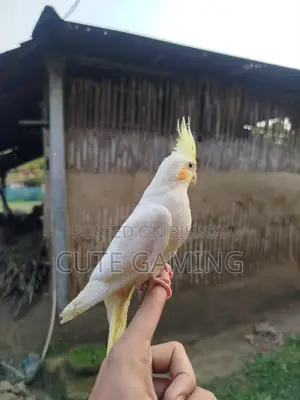 ককাটেল