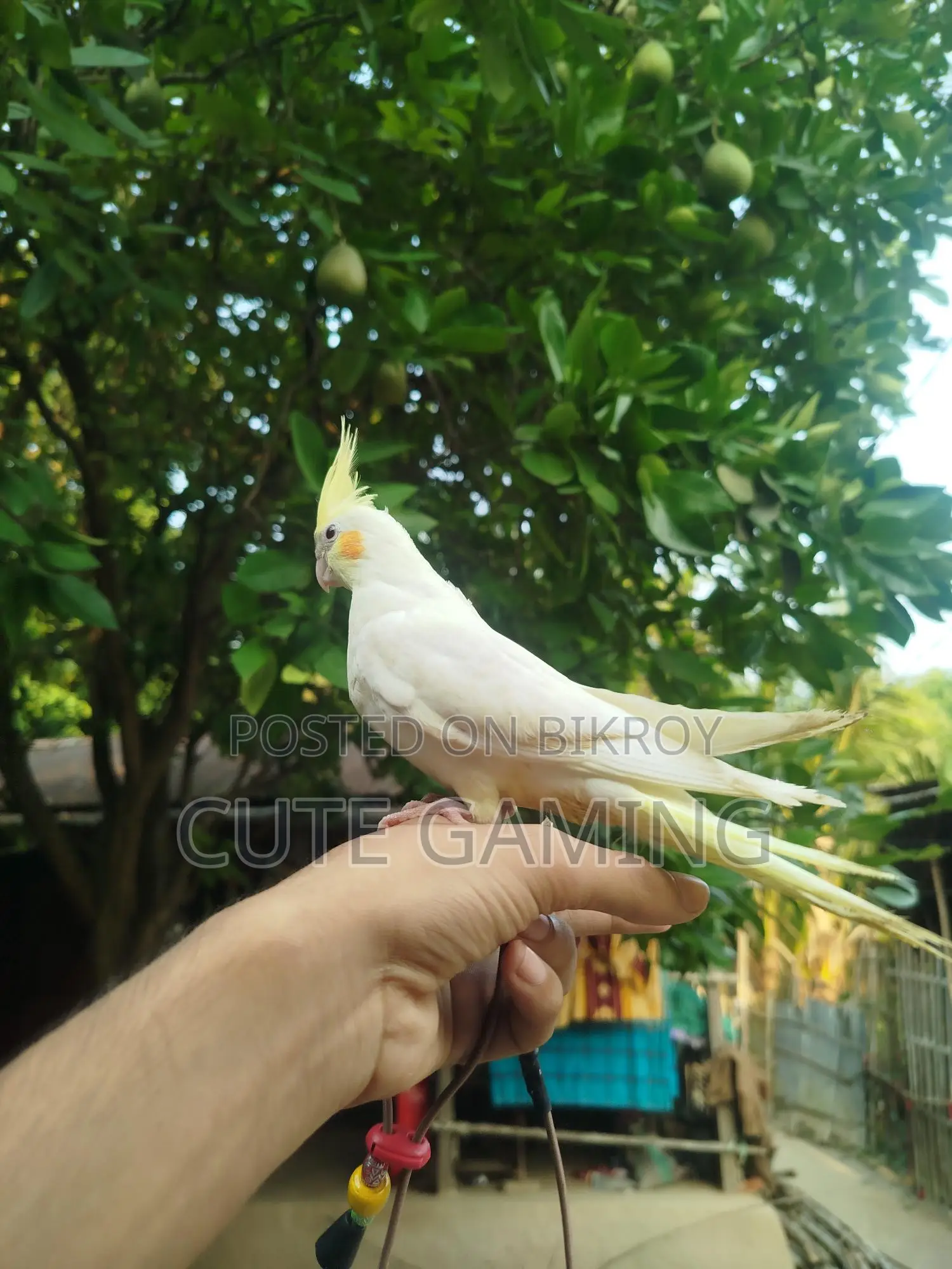 ককাটেল