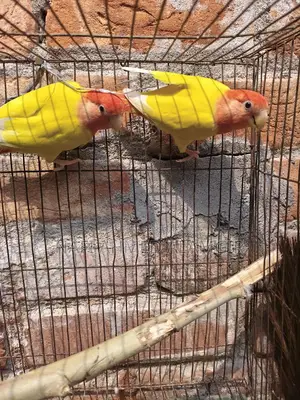 লাভ বার্ড