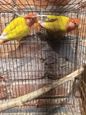 লাভ বার্ড
