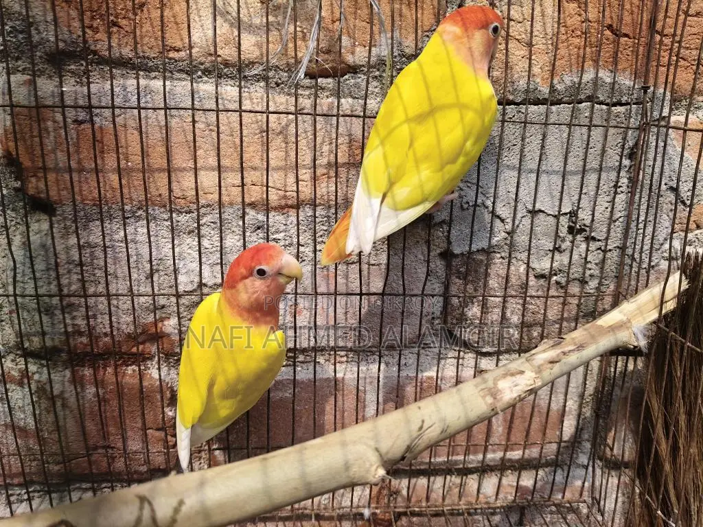লাভ বার্ড