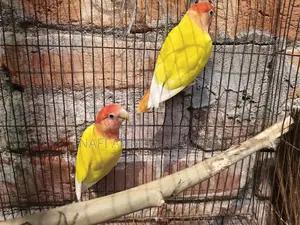 লাভ বার্ড
