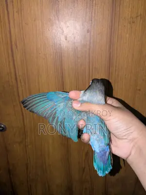 Running Female Love Bird