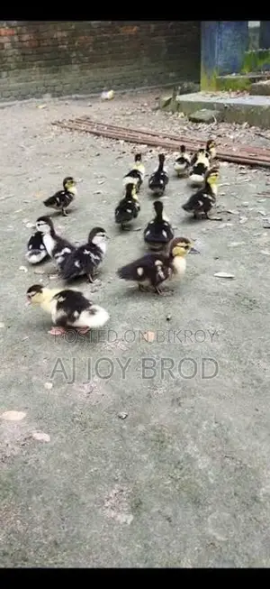 Chinese Ducklings for Sale