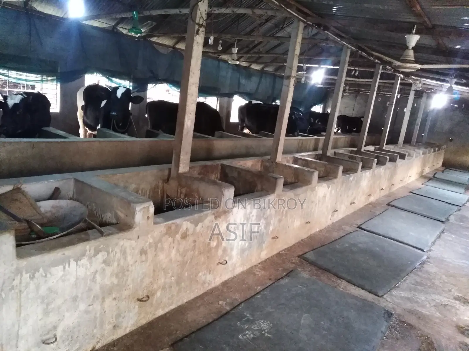 Cow and Poultry Farm for Rent