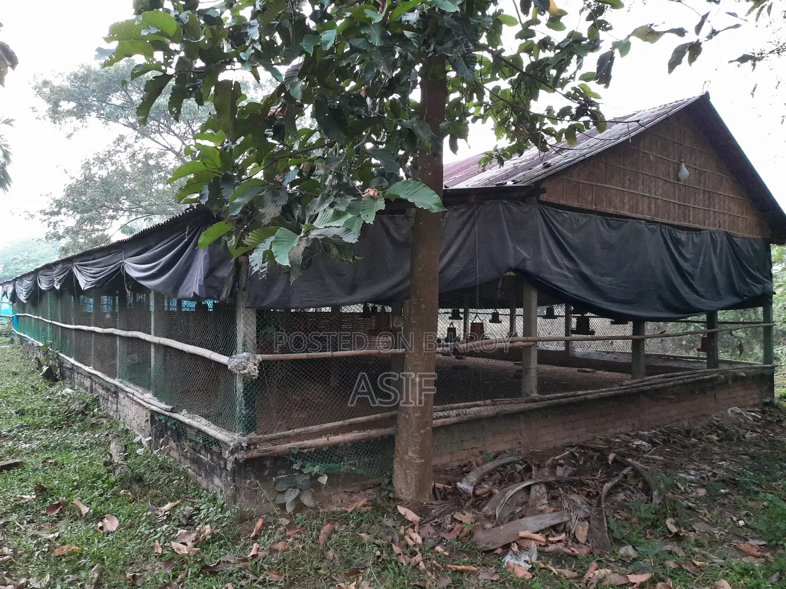 Cow and Poultry Farm for Rent