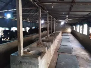Cow and Poultry Farm for Rent