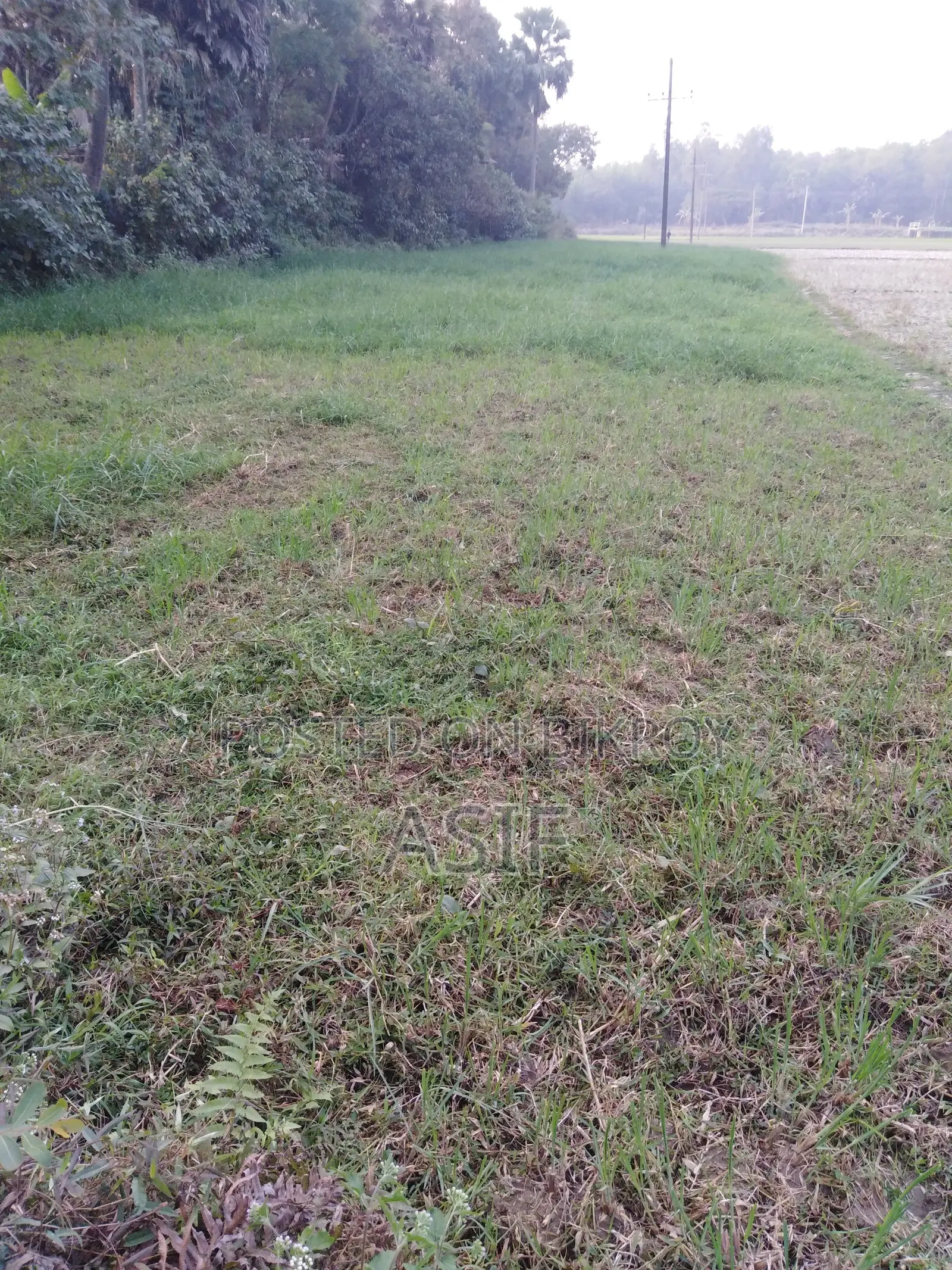 Cow and Poultry Farm for Rent