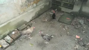 দেশি মুরগি