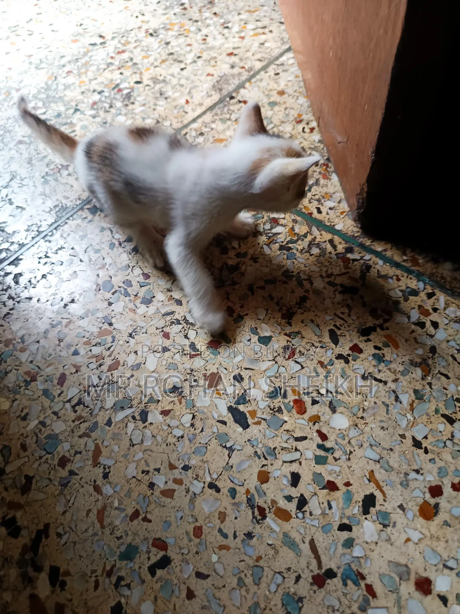 বিড়াল