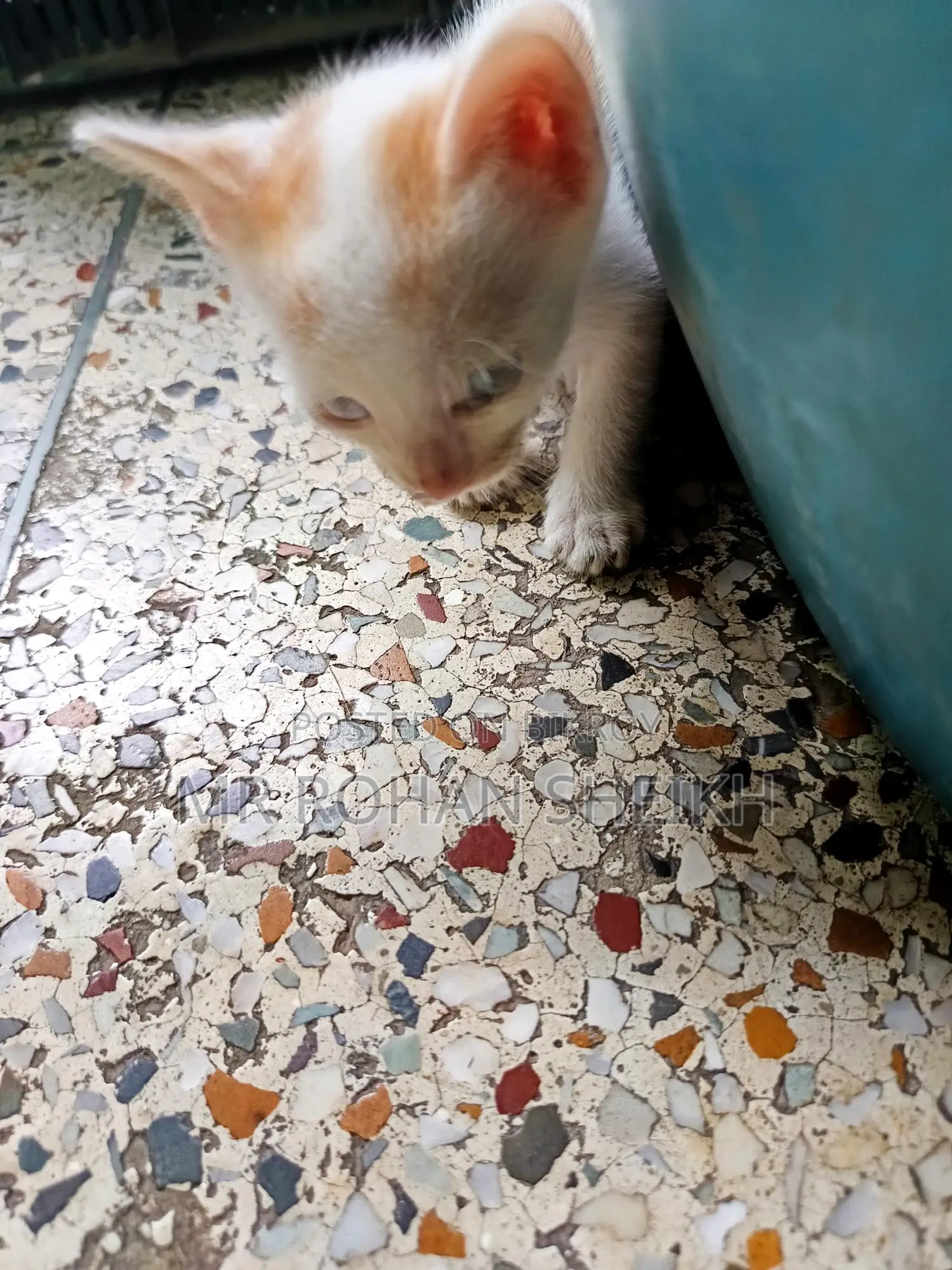 বিড়াল