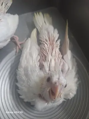 ককাটেল অ্যালবিনো টেম সাইজ বেবি
