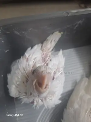 ককাটেল অ্যালবিনো টেম সাইজ বেবি