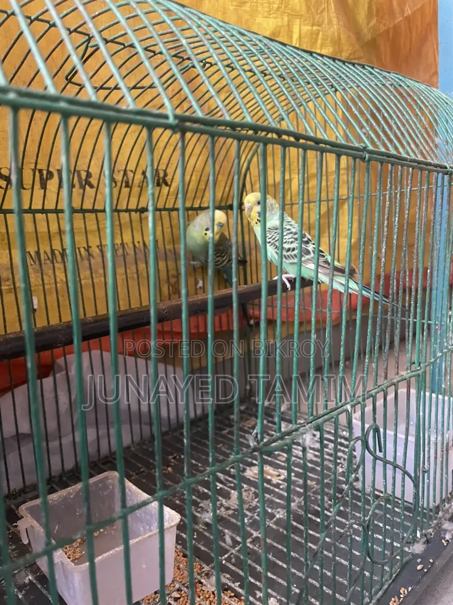 Budgerigar Running Pair