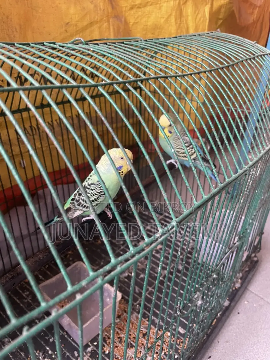 Budgerigar Running Pair
