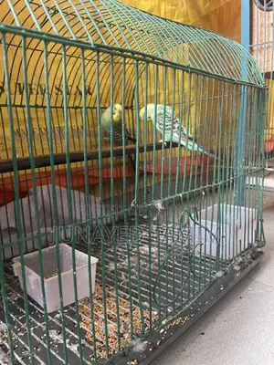 Budgerigar Running Pair