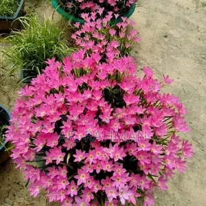 Amaryllis Lily or Thai Lily