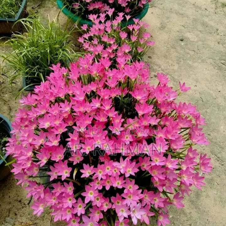 Amaryllis Lily or Thai Lily
