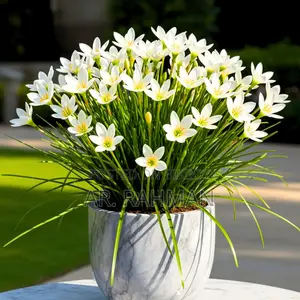 Amaryllis Lily or Thai Lily