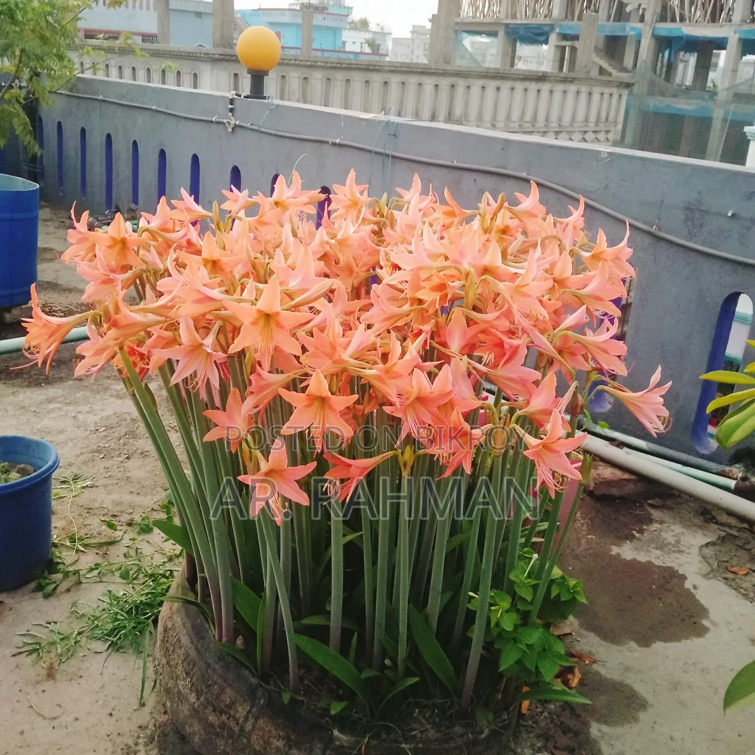 Amaryllis Lily or Thai Lily