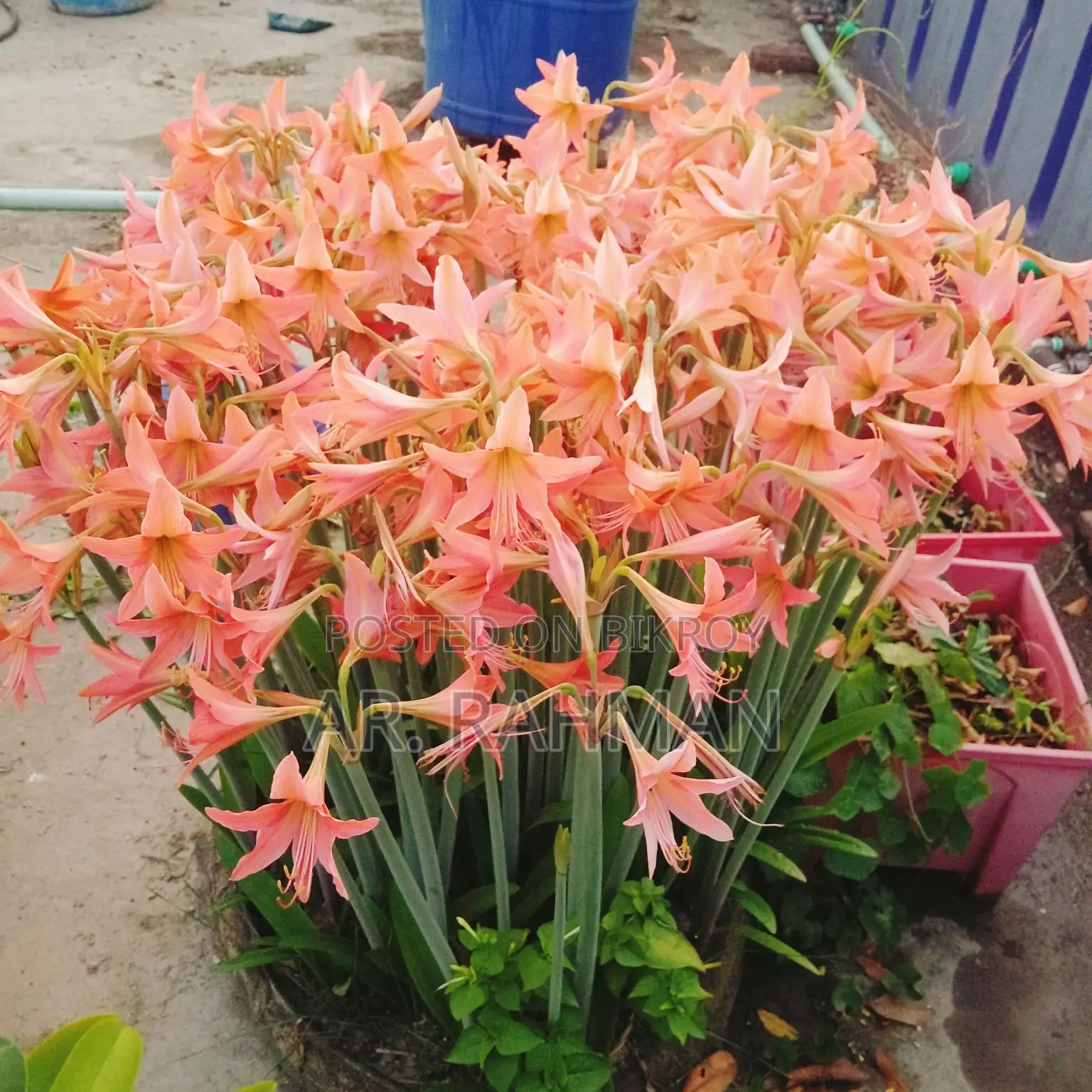 Amaryllis Lily or Thai Lily