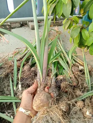 Amaryllis Lily or Thai Lily