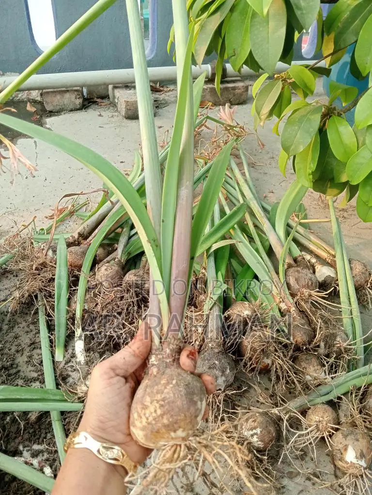 Amaryllis Lily or Thai Lily