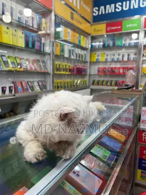 পার্সিয়ান বিড়াল