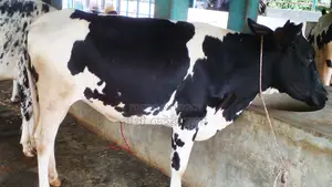 Heifer No. 1185 is undoubtedly a great choice for rearing.