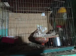 দুইটি ঘুঘু পাখি