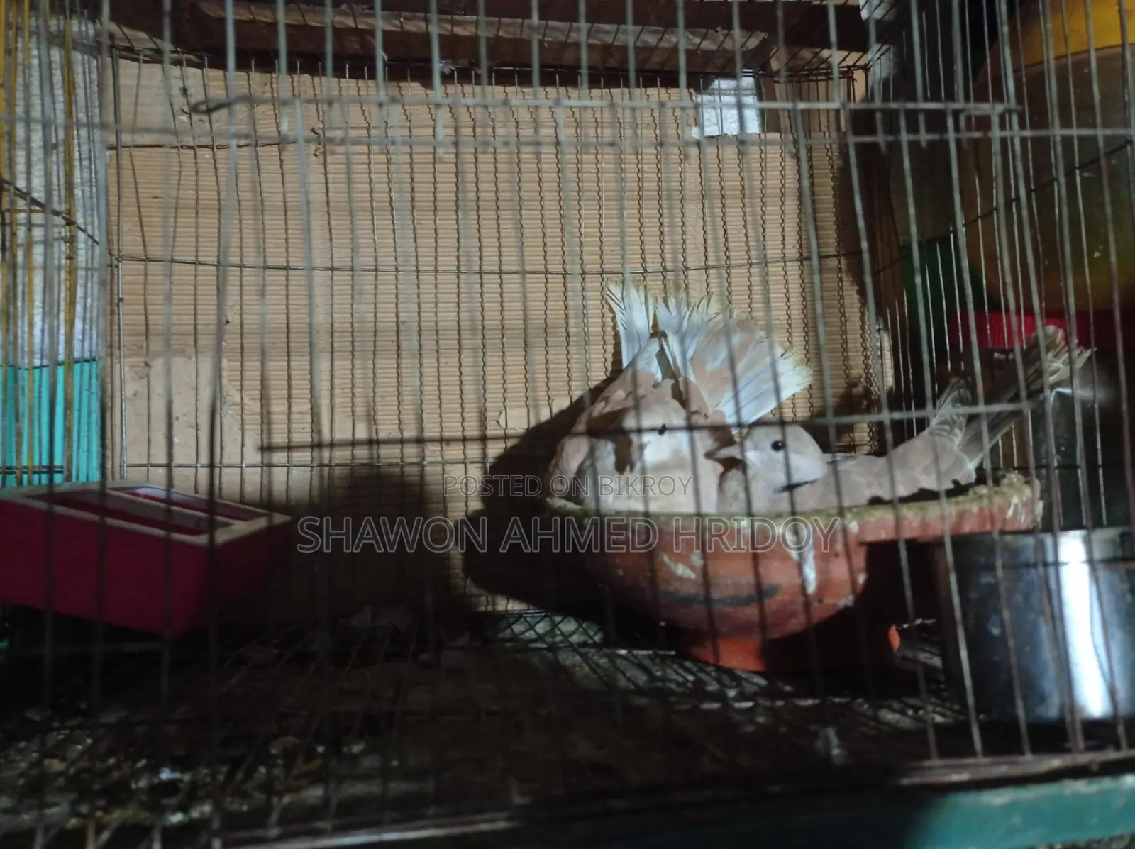 দুইটি ঘুঘু পাখি