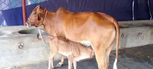 ১২০০ নং গাভী কিনুন ভালো জাতের পোষার জন্য ।