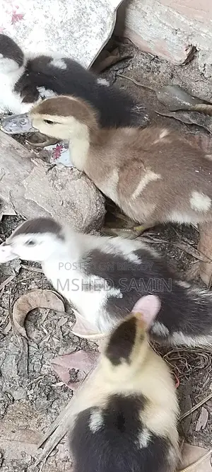 Chinese Duck