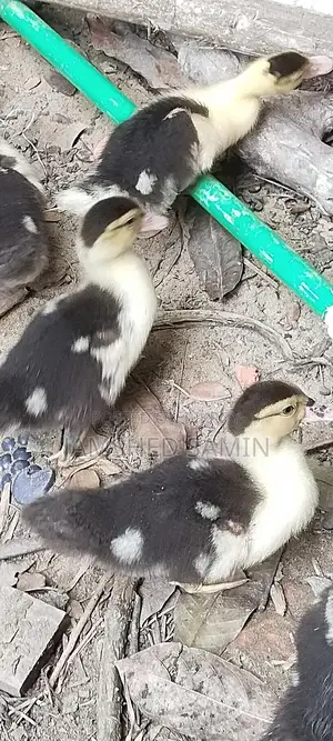 Chinese Duck